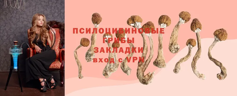 Галлюциногенные грибы Psilocybine cubensis  продажа наркотиков  Челябинск 